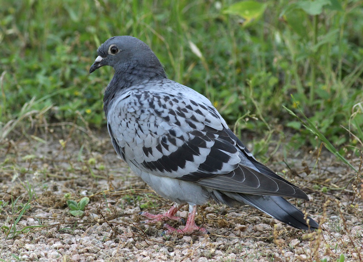 Rock Pigeon (Feral Pigeon) - ML75998211