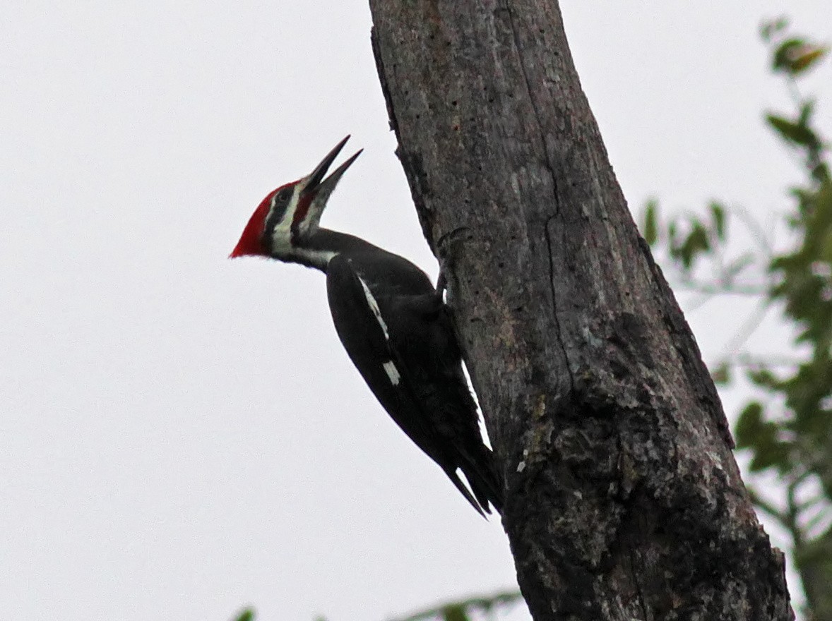 Pileated Woodpecker - Ann Mallard