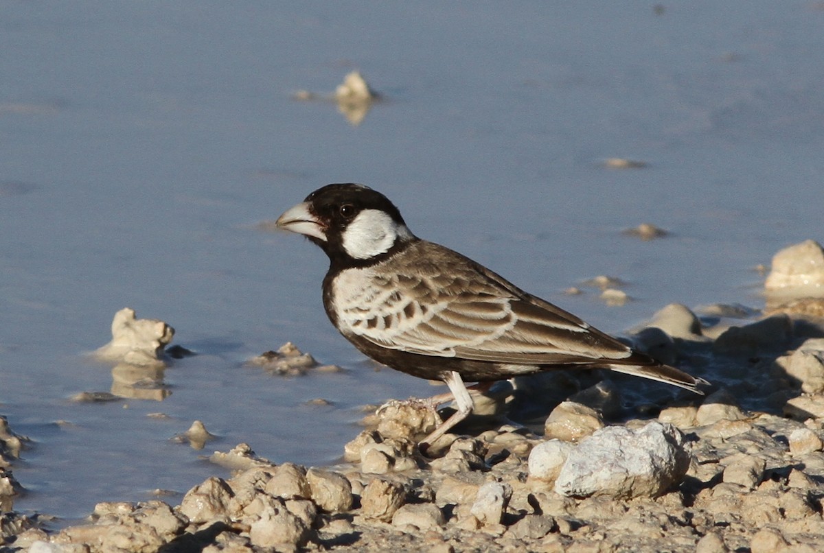 Gray-backed Sparrow-Lark - ML75999121
