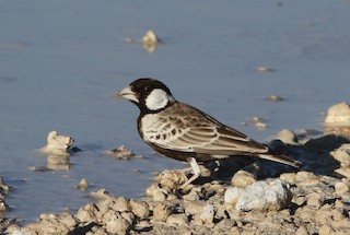  - Gray-backed Sparrow-Lark