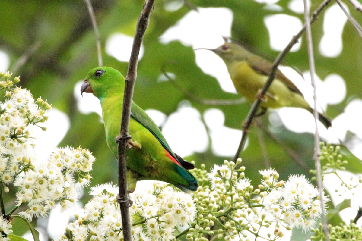 Blue-crowned Hanging-Parrot - Fadzrun A.