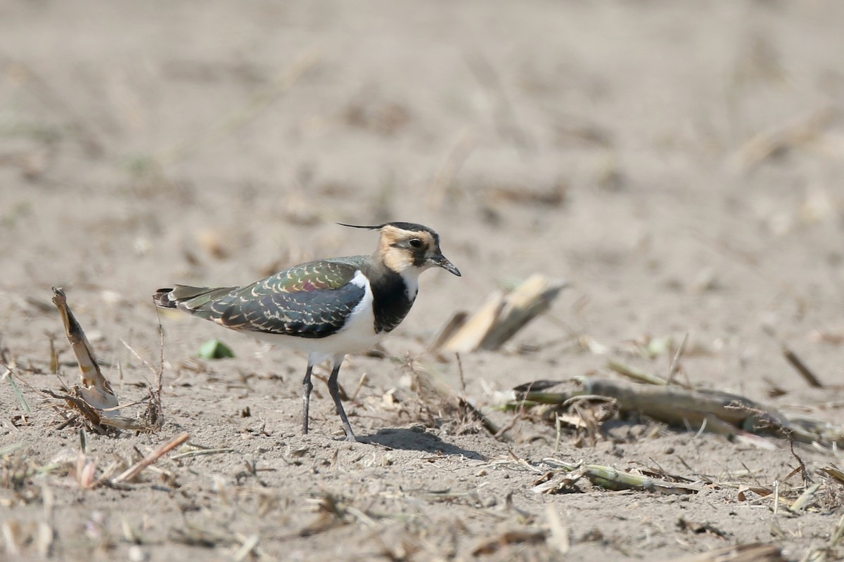 Northern Lapwing - Ting-Wei (廷維) HUNG (洪)