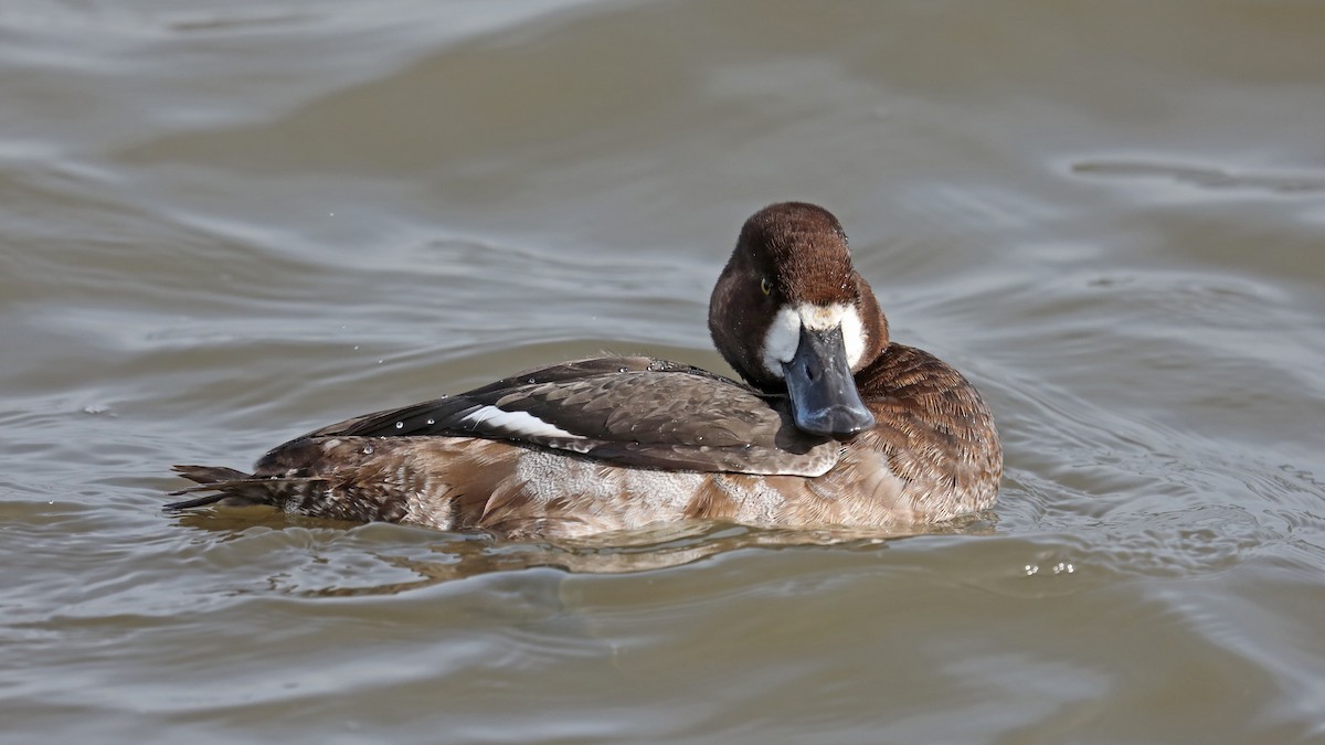 Greater Scaup - ML76001561