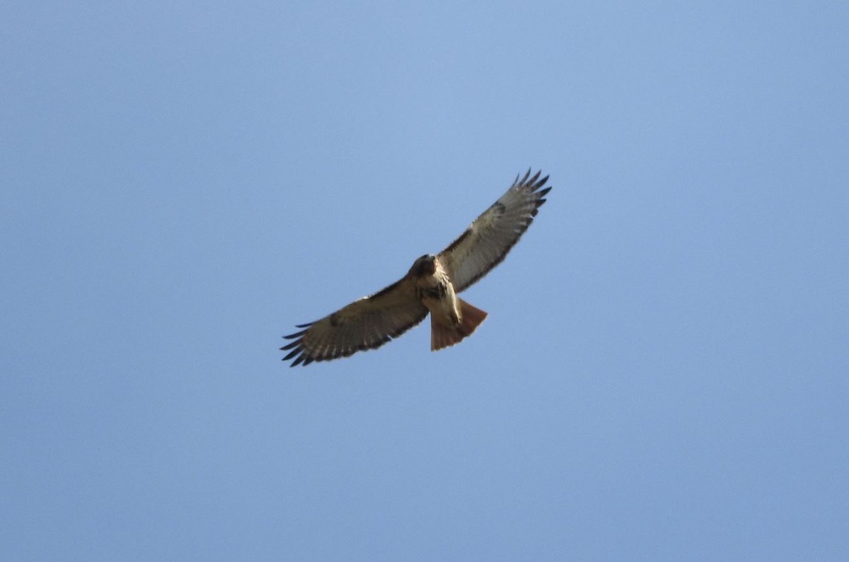 Red-tailed Hawk - Milton Hobbs