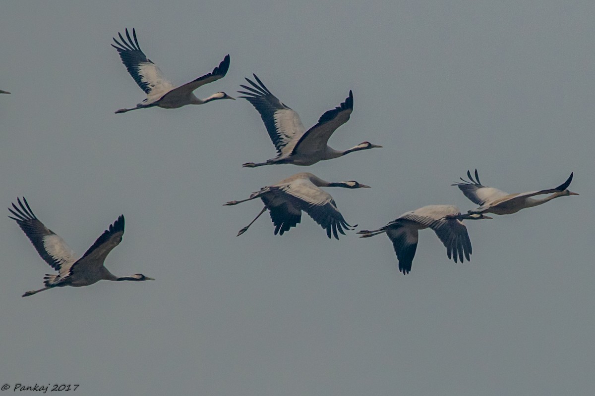 Common Crane - Pankaj Sharma