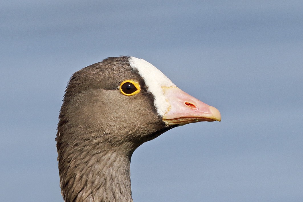 Lesser White-fronted Goose - ML76002451