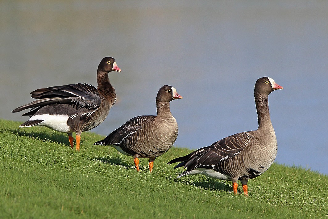 Lesser White-fronted Goose - ML76002461