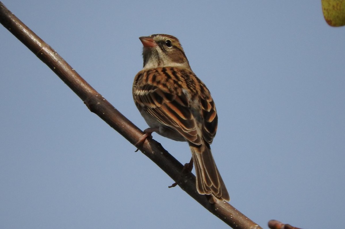 Chipping Sparrow - ML76002541