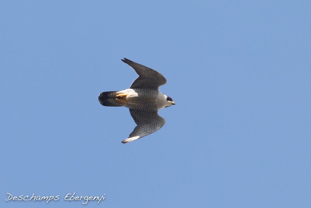 Peregrine Falcon (South American) - ML76006311