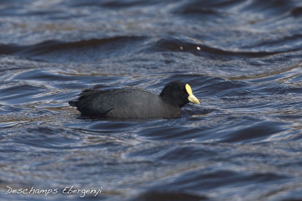 White-winged Coot - ML76006701
