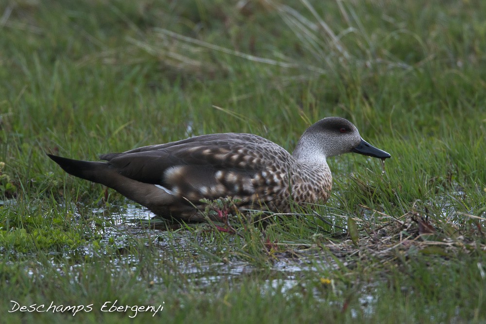 Crested Duck - ML76006711