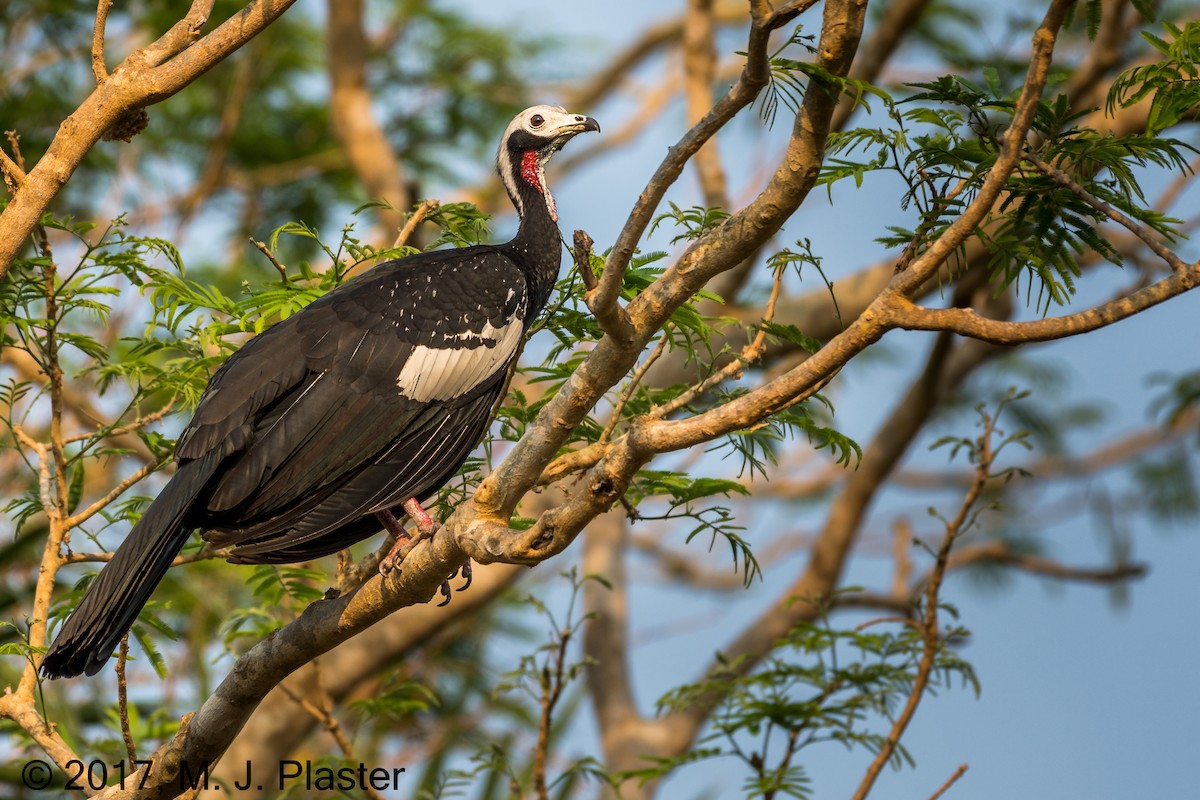 White-throated x Red-throated Piping-Guan (hybrid) - ML76007641