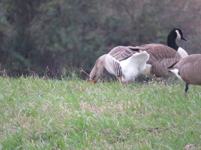 Domestic goose sp. (Domestic type) - ML76011701