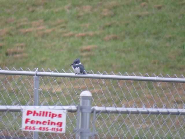 Belted Kingfisher - ML76011761