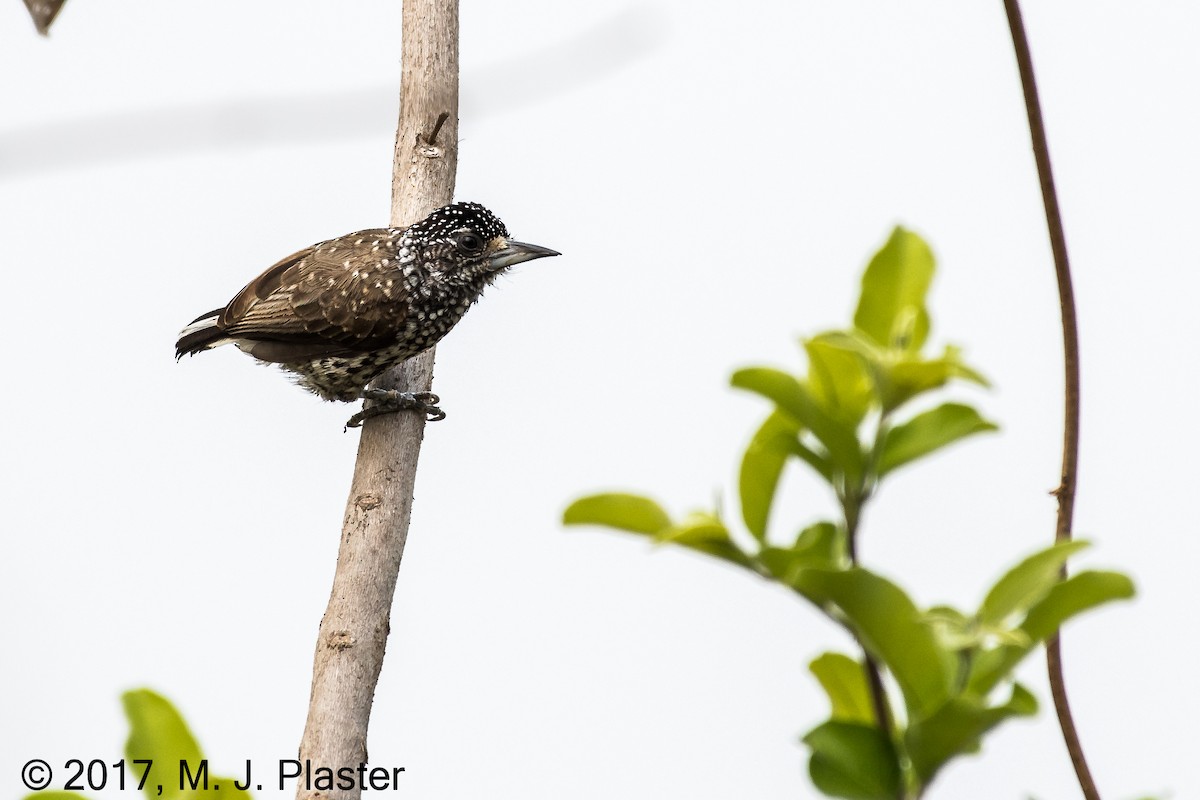 White-wedged Piculet - ML76011821