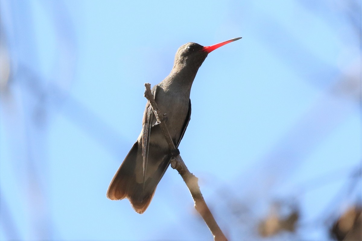 Dusky Hummingbird - ML76012361
