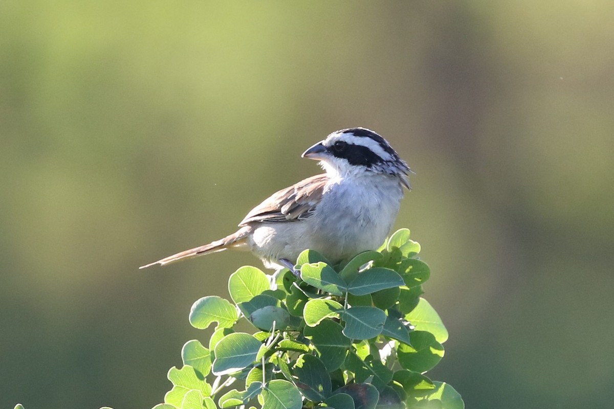 Stripe-headed Sparrow - ML76012881