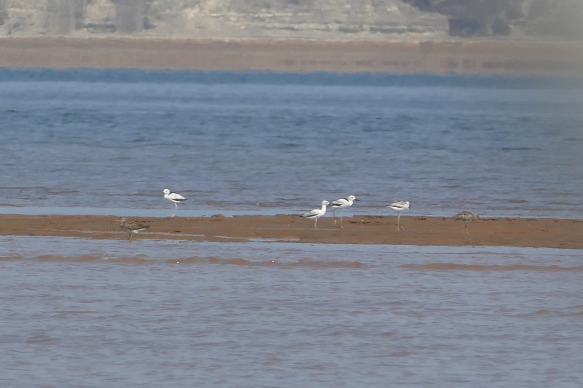 Crab-Plover - ML76012991