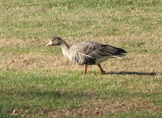 Greater White-fronted Goose, ML76013651
