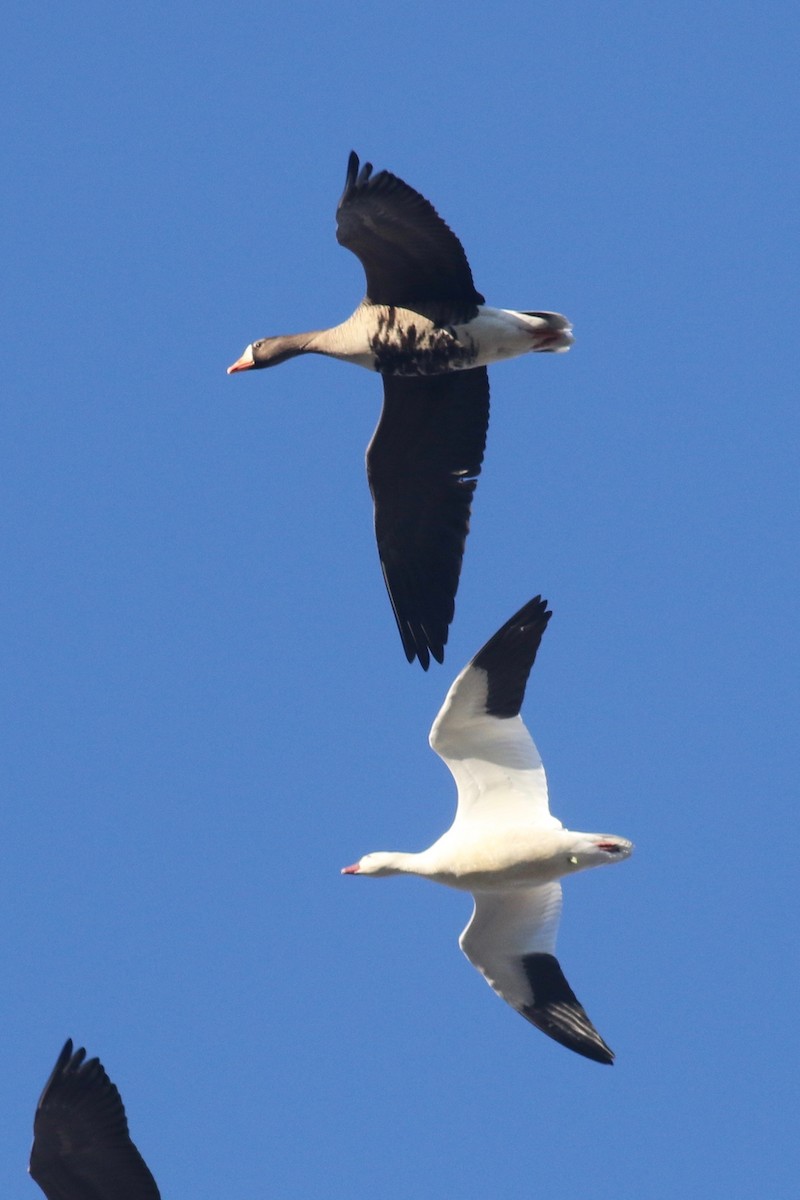 Greater White-fronted Goose (Western) - Zach Millen