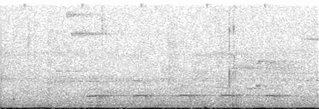 White-shouldered Antshrike - ML76016601