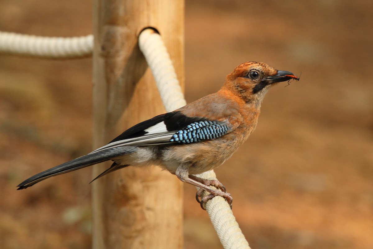 Eurasian Jay (Brandt's) - ML76018081