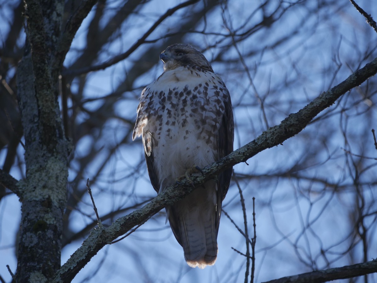 Red-tailed Hawk - ML76019301