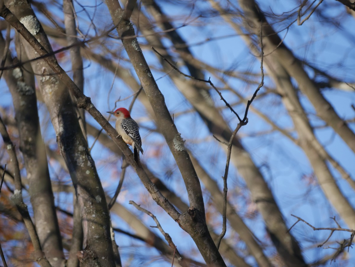 Red-bellied Woodpecker - ML76019841