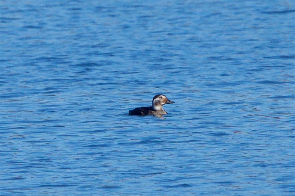 Long-tailed Duck - ML76020111