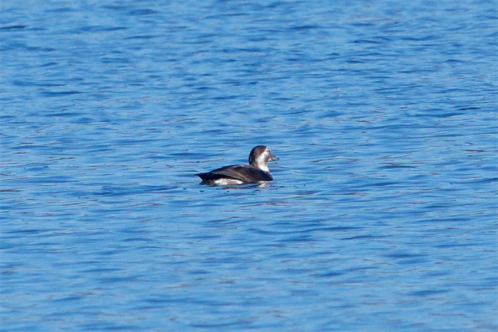 Long-tailed Duck - ML76020121