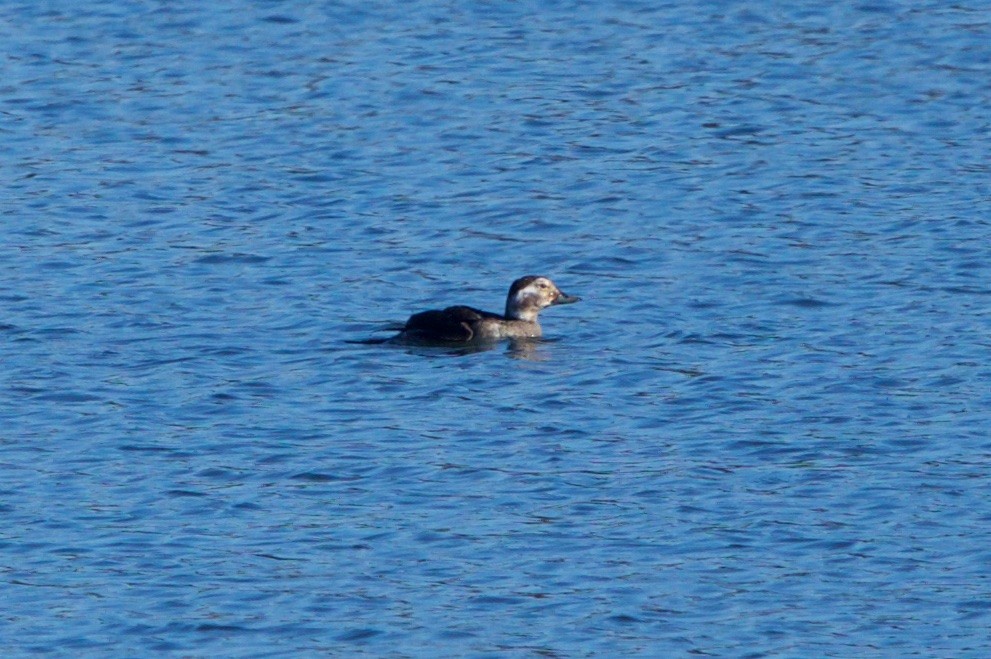 Long-tailed Duck - ML76020131