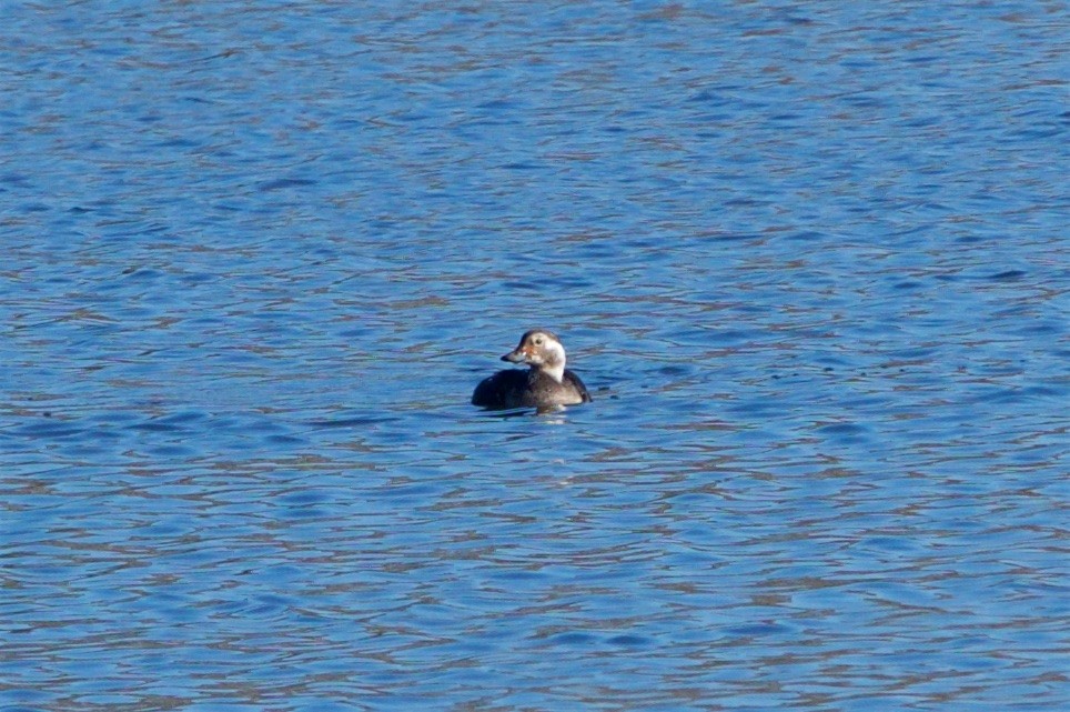 Long-tailed Duck - ML76020141