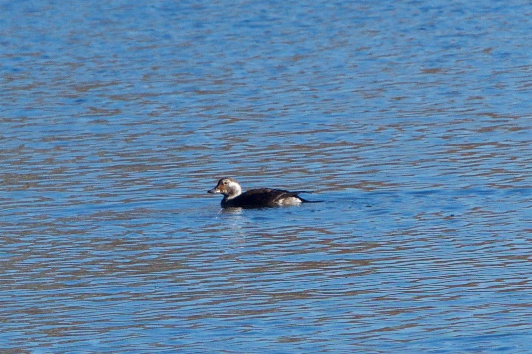 Long-tailed Duck - Hal Mitchell