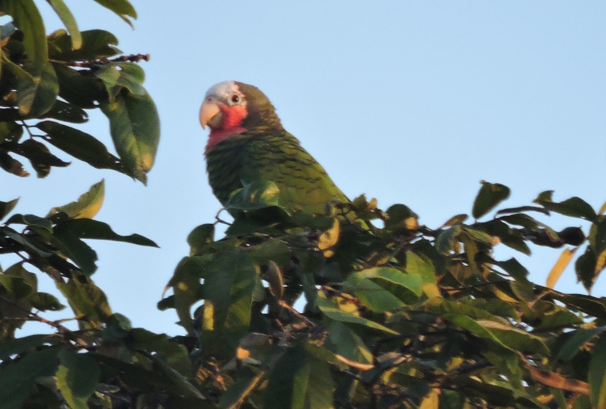 Cuban Parrot (Cuban) - Allen Lewis