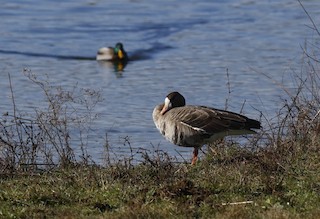 Greater White-fronted Goose, ML76025291