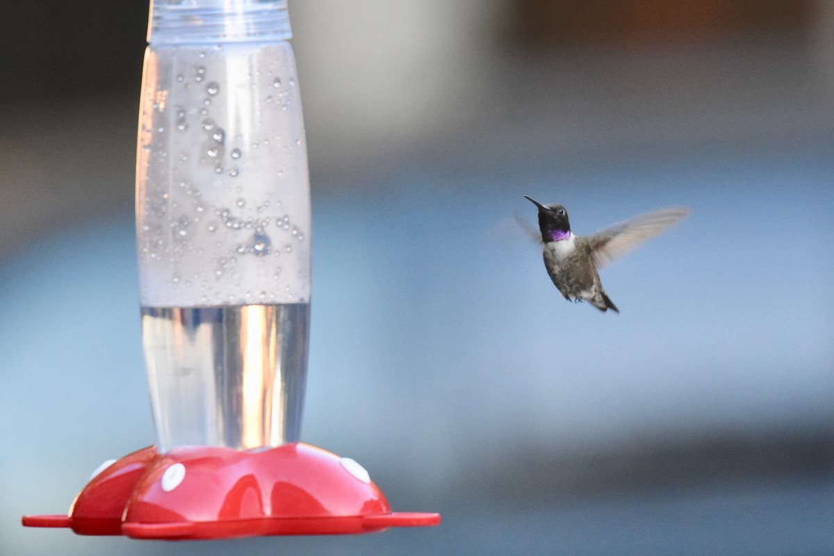 Black-chinned Hummingbird - Bill Schneider