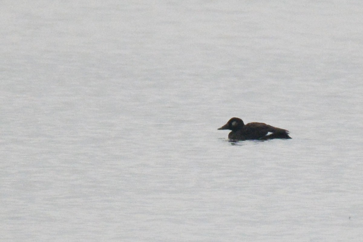 White-winged Scoter - Marie O'Neill