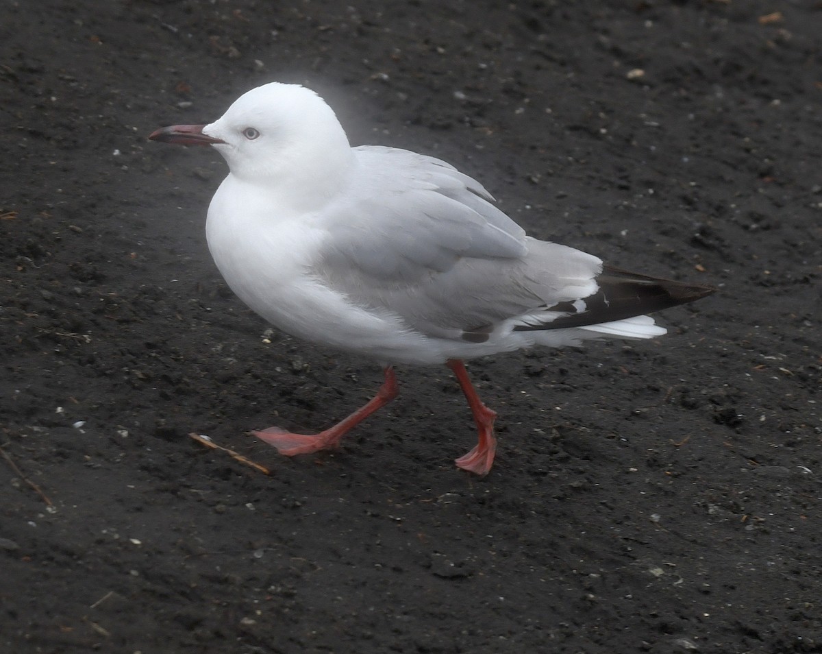 Silver Gull (Red-billed) - ML76028571