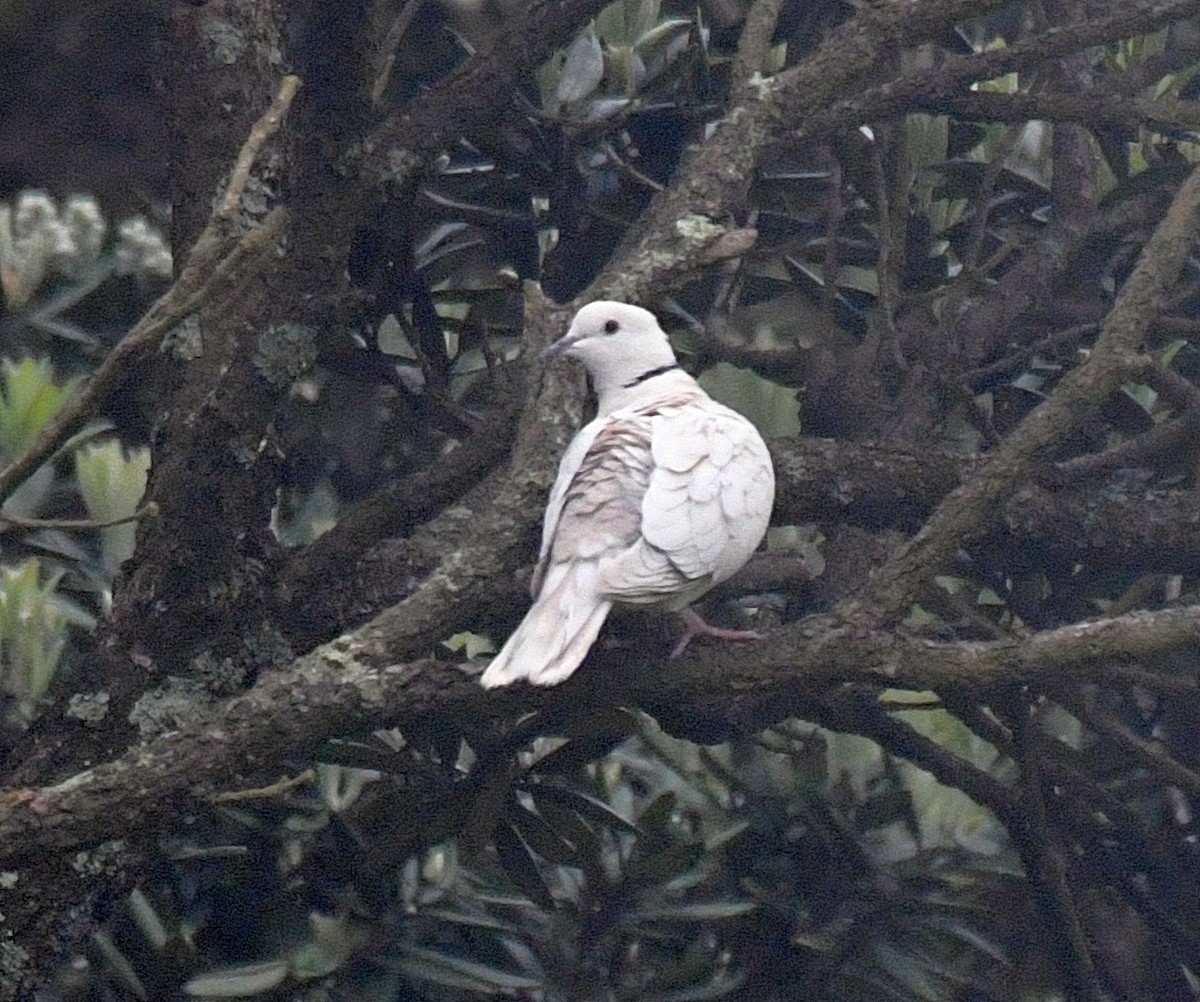African Collared-Dove - ML76028631