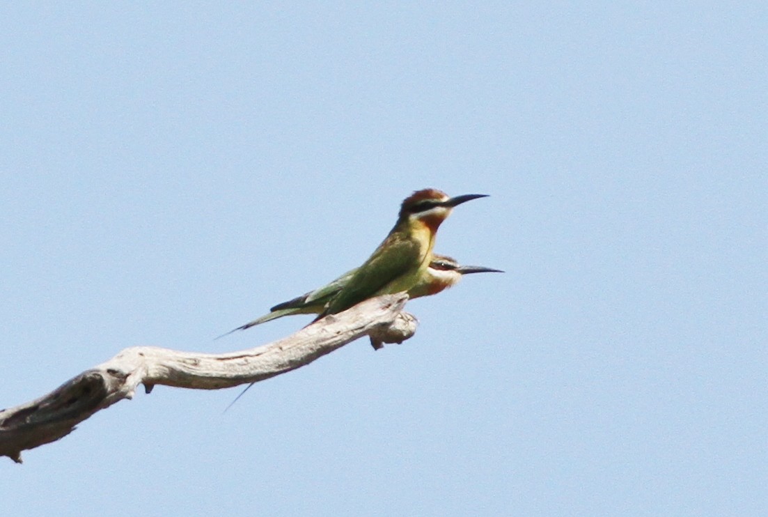 Madagascar Bee-eater - John Martin