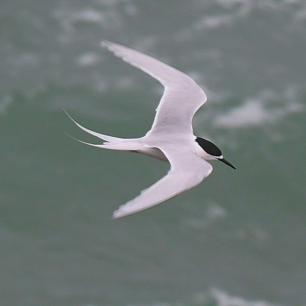 White-fronted Tern - ML76028801