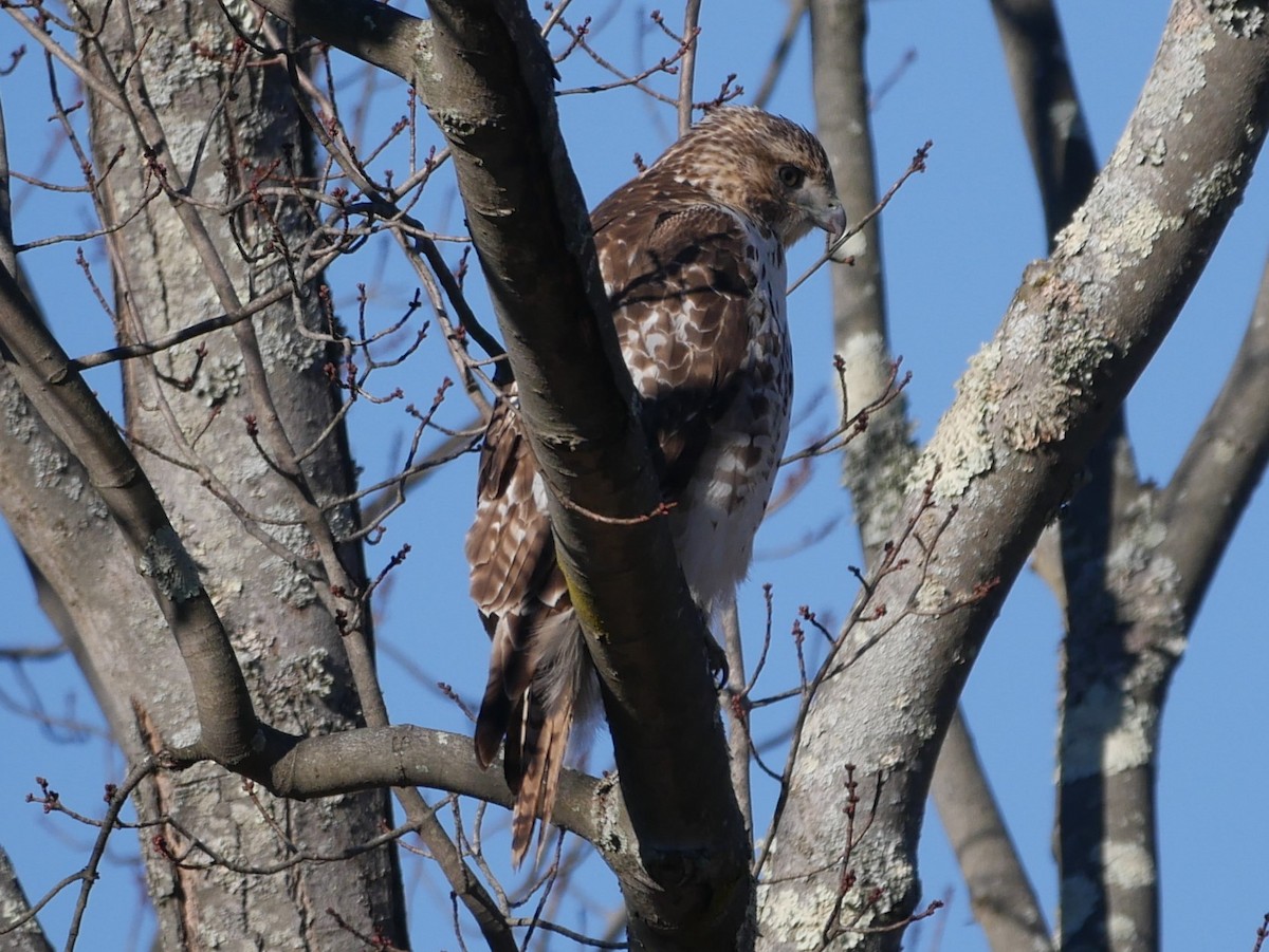 Red-tailed Hawk - ML76030841