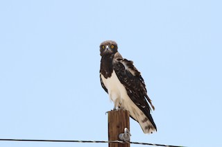  - Black-chested Snake-Eagle