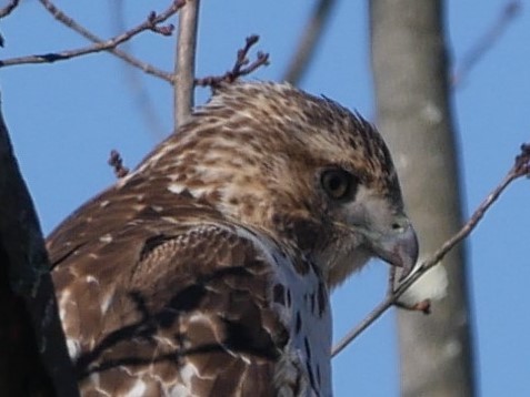 Red-tailed Hawk - ML76033521