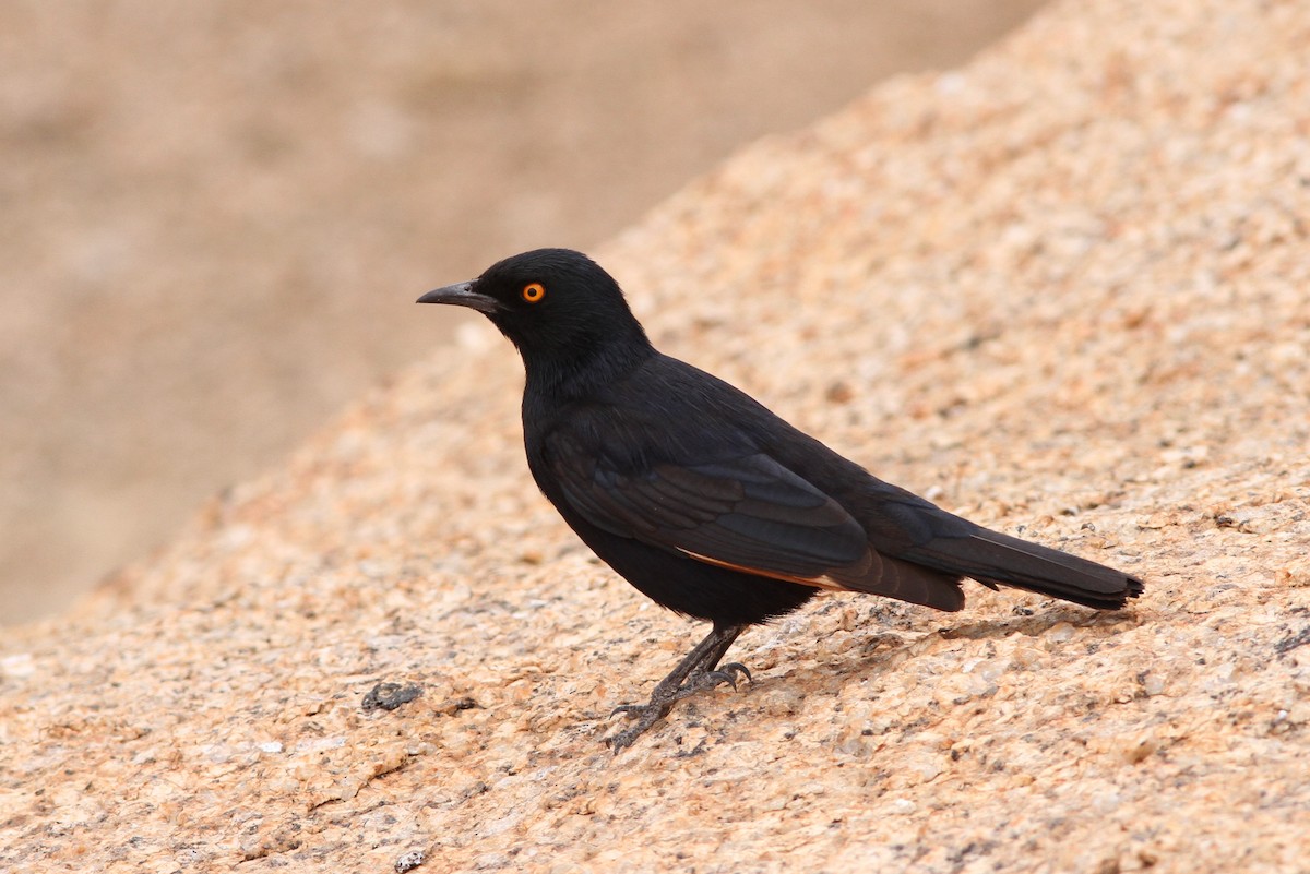 Pale-winged Starling - ML76035081
