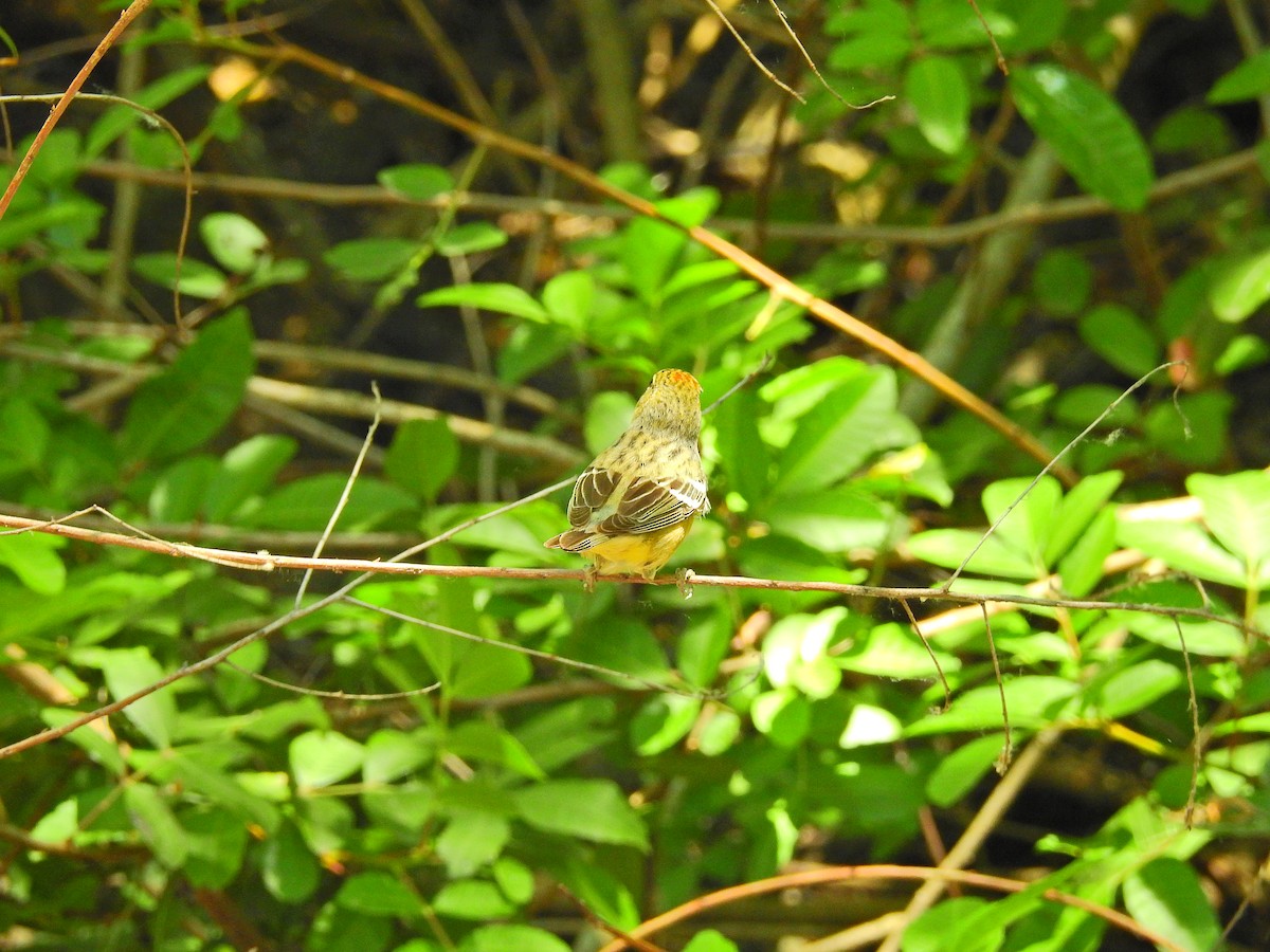 Bay-breasted Warbler - ML76036031