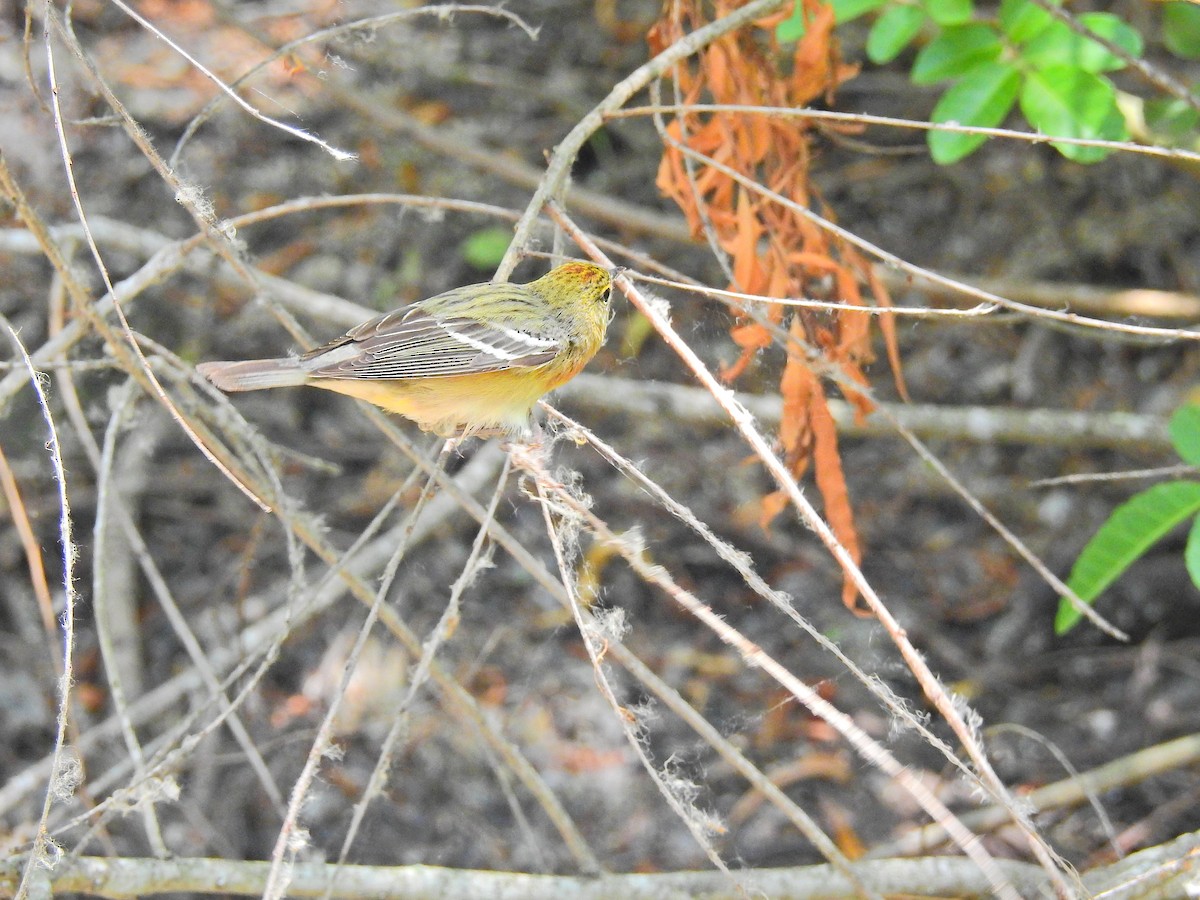 Bay-breasted Warbler - ML76036041