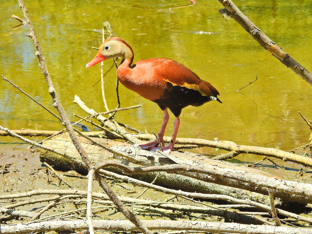 Fulvous Whistling-Duck - ML76036051