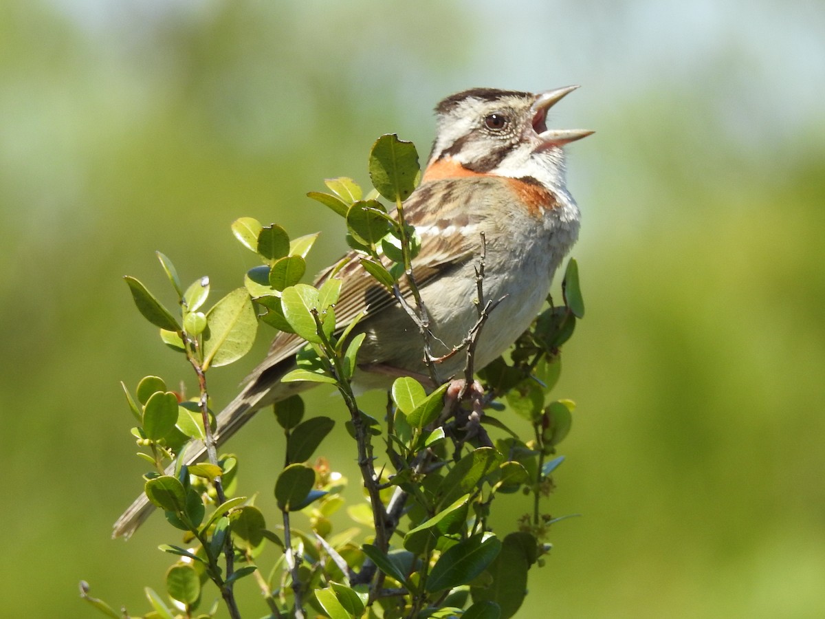 Rufous-collared Sparrow - Carlos Crocce