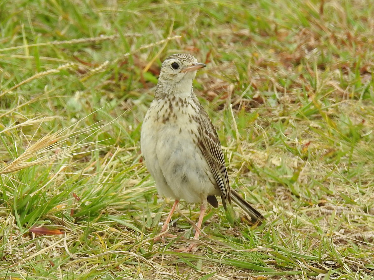 Short-billed Pipit - Carlos Crocce